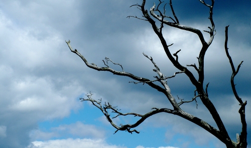 Toter Baum mit Himmel
