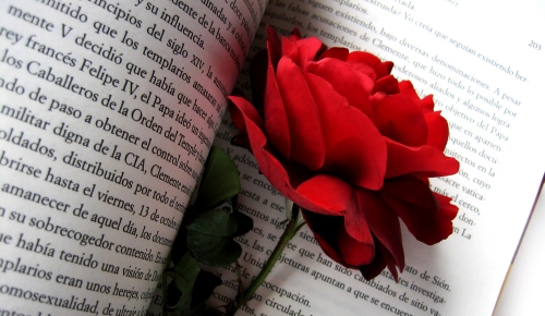 Rote Rose in einem Buch